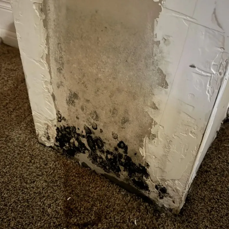 Professional Mold Removal in Urbandale, IA